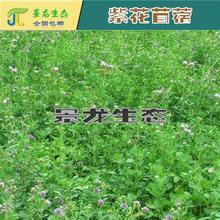 大量灌木種子 車桑子 坡柳 紫穗槐 胡枝子 紫花苜蓿 產(chǎn)地直銷