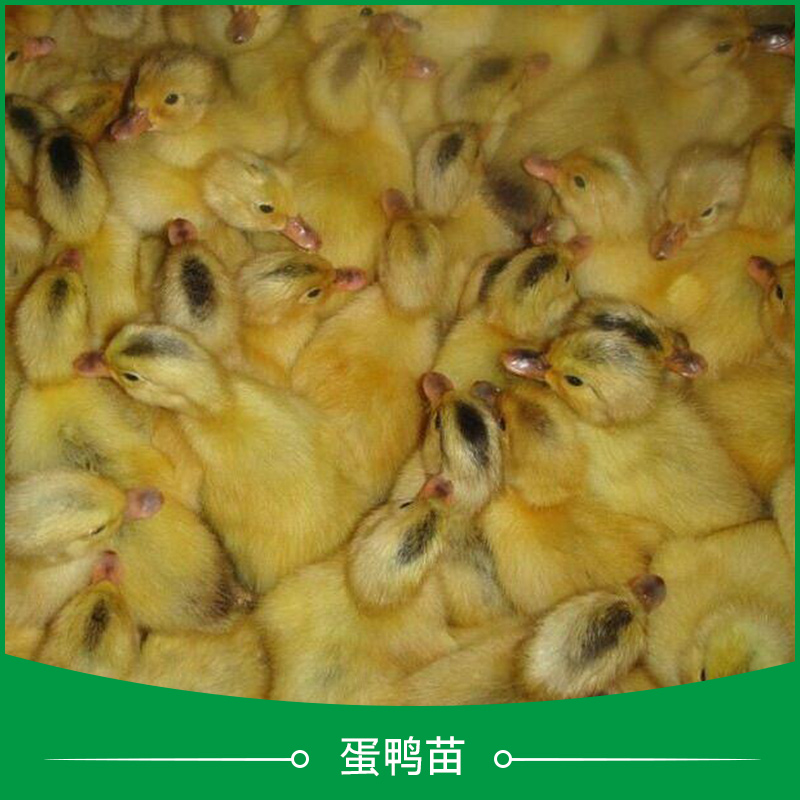 鴨苗養(yǎng)殖出售圖片/鴨苗養(yǎng)殖出售樣板圖 (4)