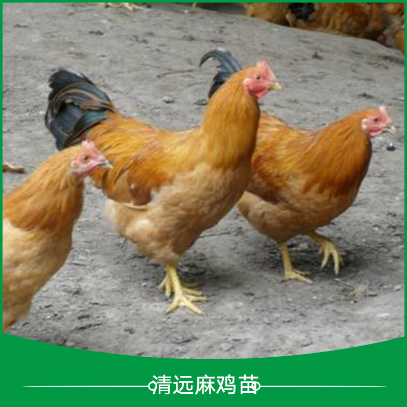 麻雞苗圖片/麻雞苗樣板圖 (3)