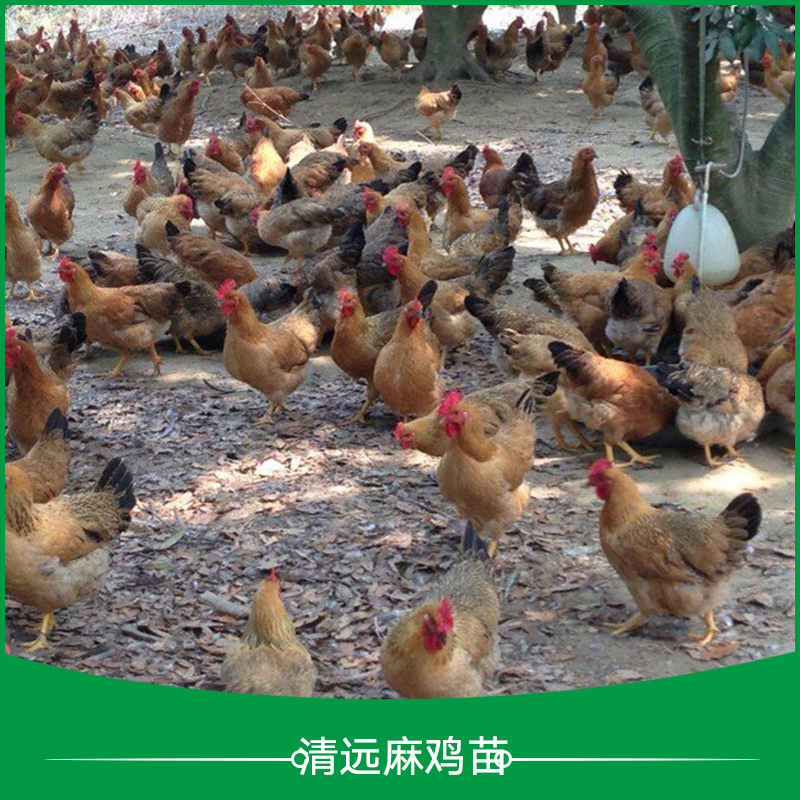 麻雞苗圖片/麻雞苗樣板圖 (4)