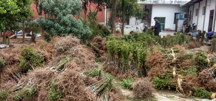 桃樹圖片/桃樹樣板圖 (2)