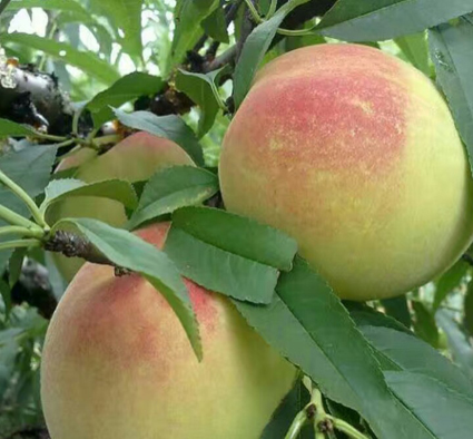 桃苗_冬桃苗_桃樹苗_中熟品種桃苗_紅花鷹嘴桃苗_桃苗新品種_鷹嘴桃苗價(jià)格_連平縣禧德福鷹嘴桃苗基地