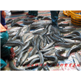 新河黑魚(yú)苗 *黑魚(yú)苗全國(guó)批發(fā)