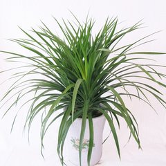 供應(yīng)綠植租賃北京綠植租擺 朝陽區(qū)綠植租賃、朝陽綠植租擺