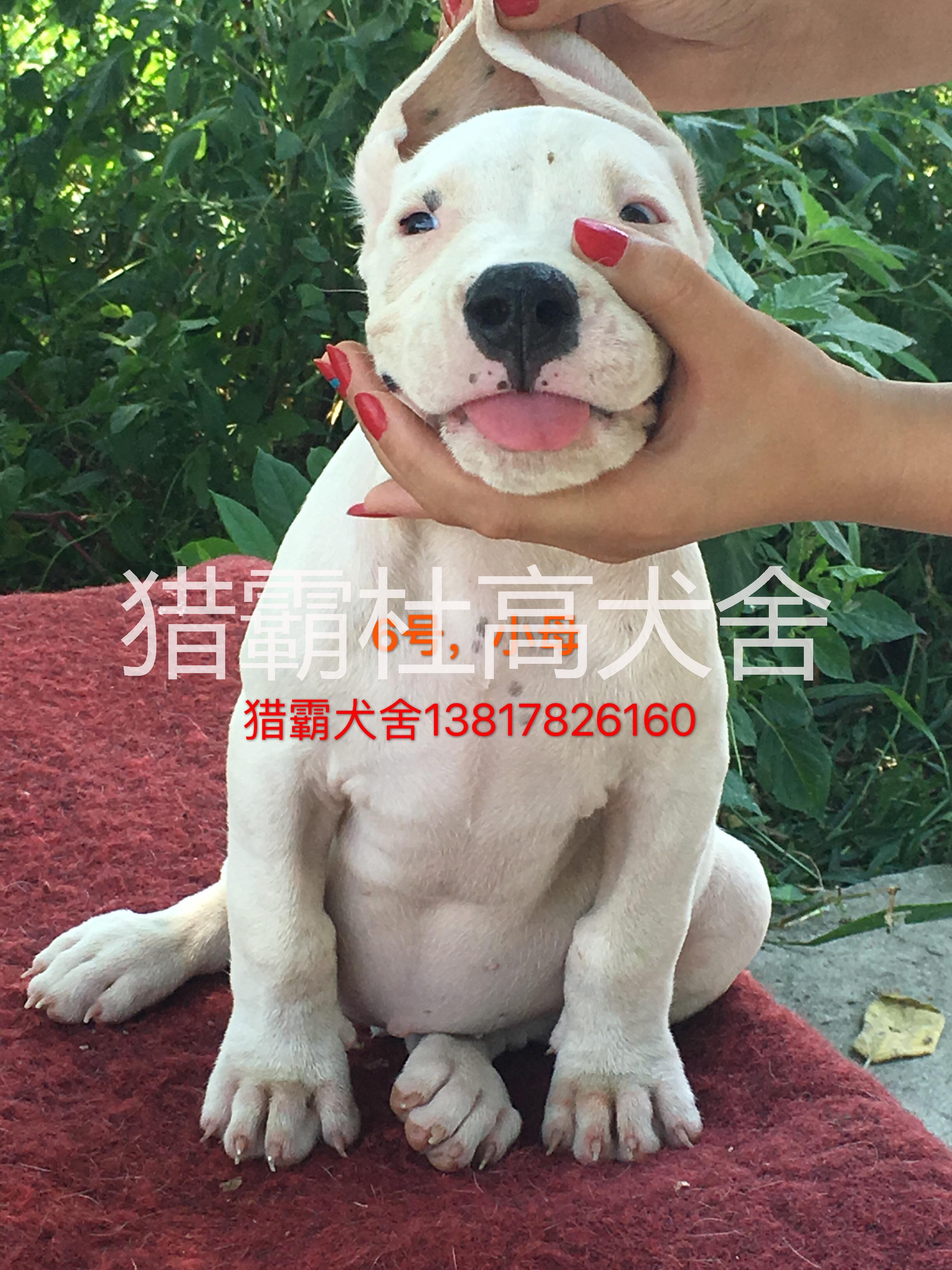 阿根廷双血统杜高犬