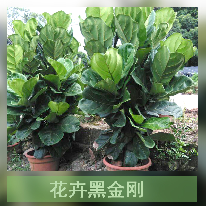 廣州黑金剛盆栽種植基地圖片/廣州黑金剛盆栽種植基地樣板圖 (3)