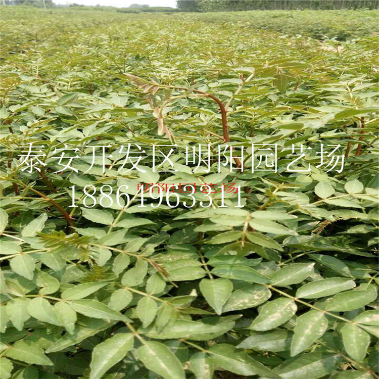 大红袍花椒直销花椒苗木基地批发 九叶青花椒苗木 狮子头花椒苗基地批发