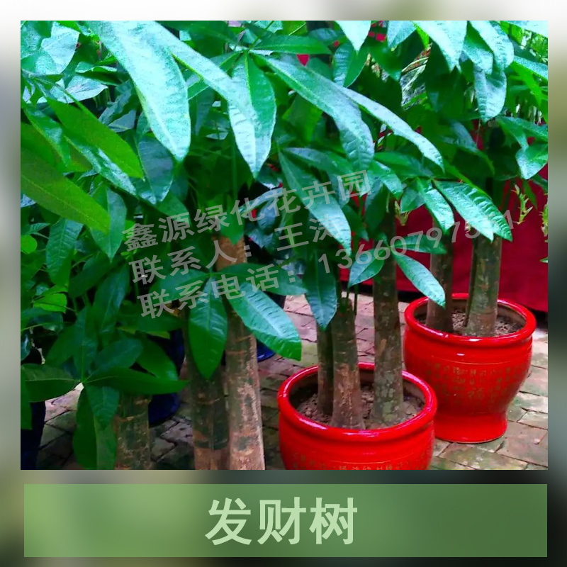 发财树 发财树大盆栽 发财树植物盆景 马拉巴栗 中美木棉 鹅掌钱