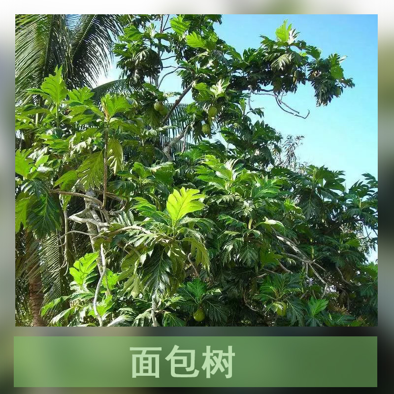 廣州面包樹圖片