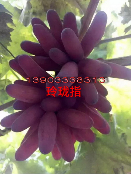 玲瓏指葡萄苗 玲瓏指葡萄苗價格圖片