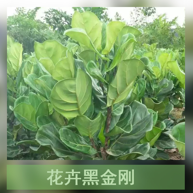廣州*盆栽種植基地直銷批發(fā)報(bào)價(jià)電話 印度膠樹批發(fā)