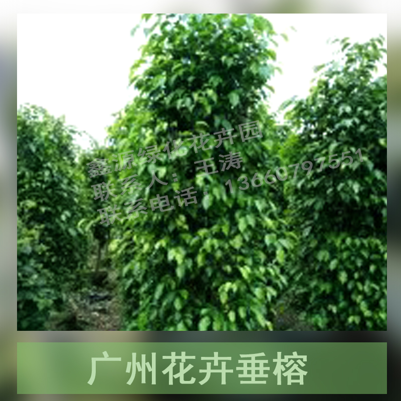 廣州花卉垂榕 黃金垂榕 垂榕盆栽 垂榕植物 金葉垂榕 花卉垂榕