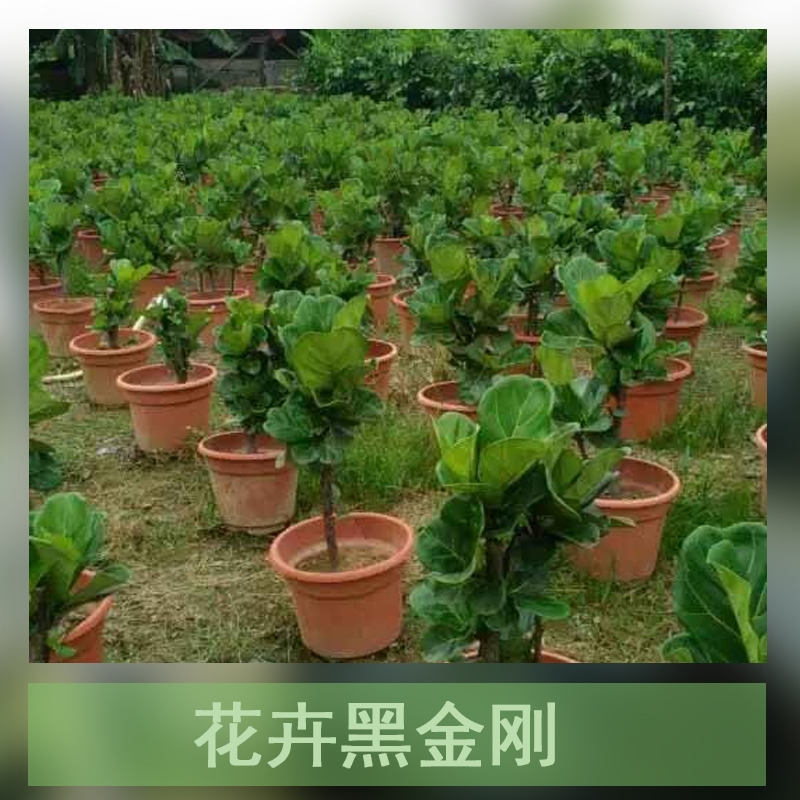 廣州黑金剛盆栽種植基地圖片/廣州黑金剛盆栽種植基地樣板圖 (2)