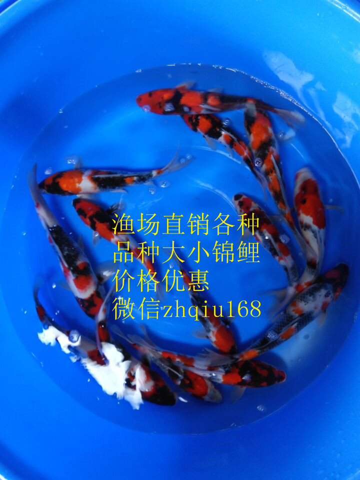 錦鯉魚圖片/錦鯉魚樣板圖 (3)