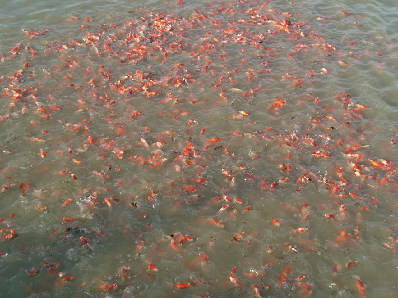 日本錦鯉魚大小紅白 魚活體