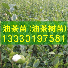 貴州嫁接油茶苗,高產(chǎn)油茶,營養(yǎng)杯圖片