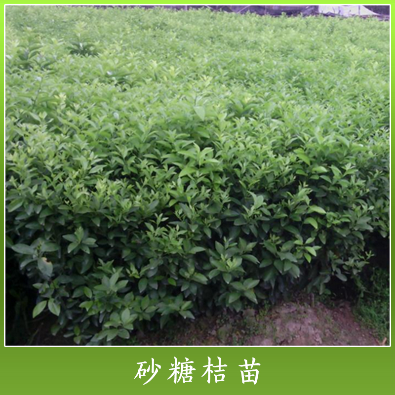 贺州无核砂糖橘苗种植基地，贺州无核砂糖橘苗批发价，贺州无核砂糖橘苗基地直销