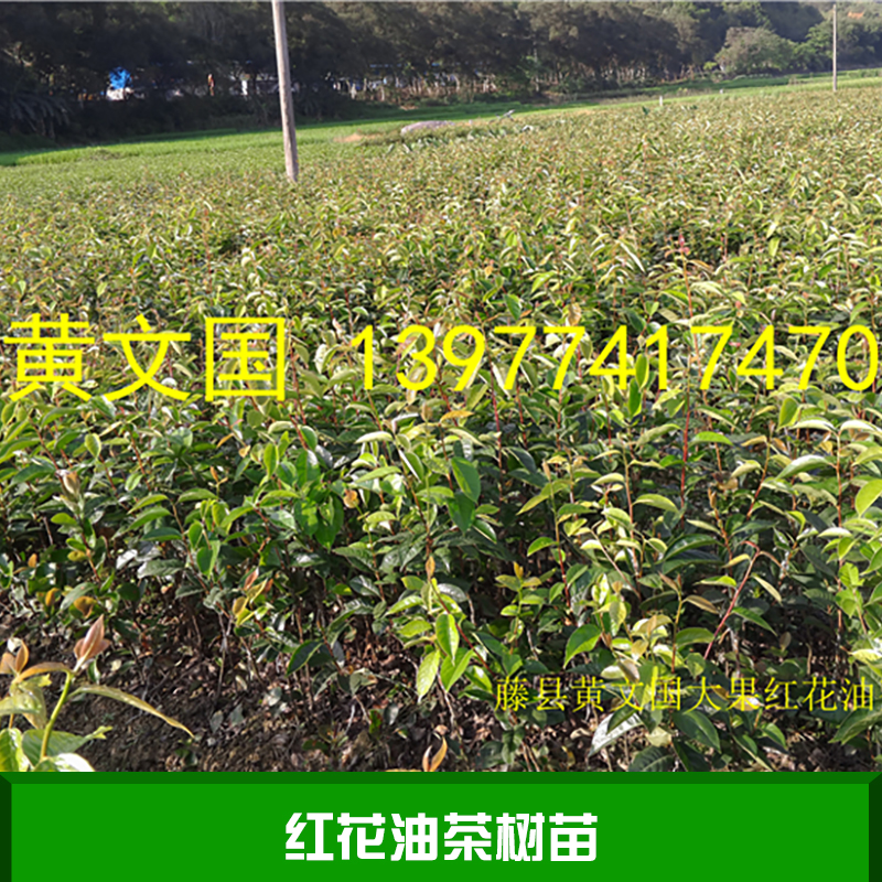 红花油茶树苗产品 红花油茶种子批发 红花油茶种苗供应商 红花油茶树苗价格图片