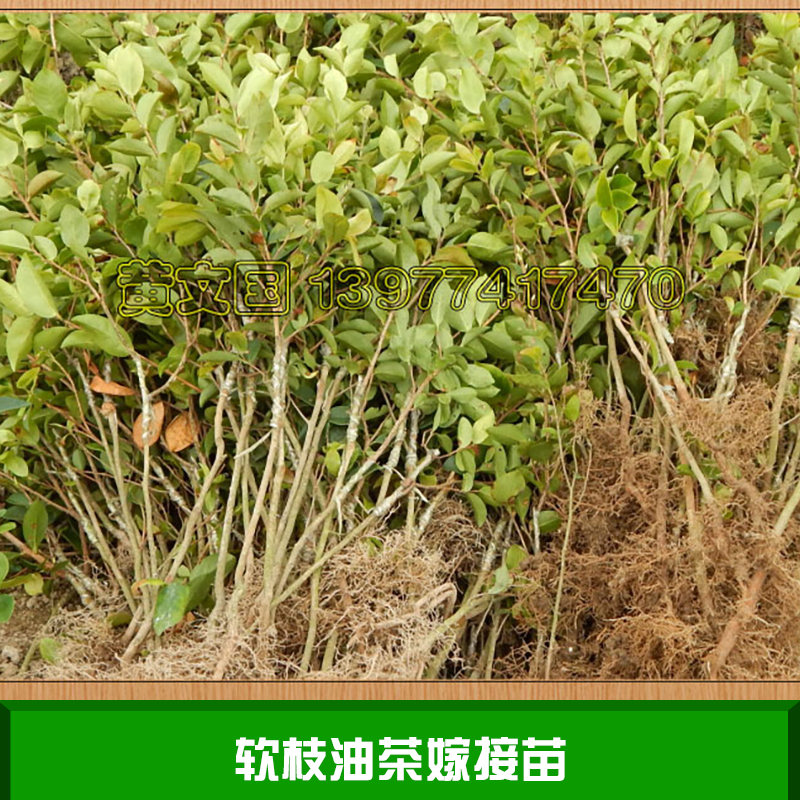 软枝油茶嫁接苗产品 油茶树苗嫁接苗批发 软枝油茶树苗供应商 软枝油茶种苗价格图片