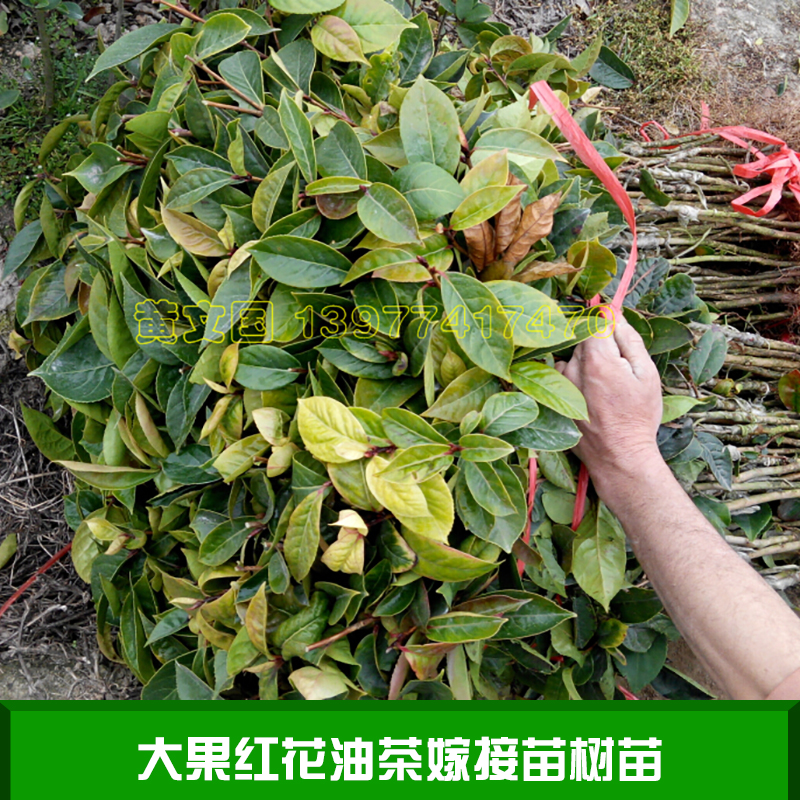 大果紅花油茶嫁接苗樹苗 廣西藤縣大果紅花油茶 藤縣大果紅花茶樹苗 大果紅花油茶種苗