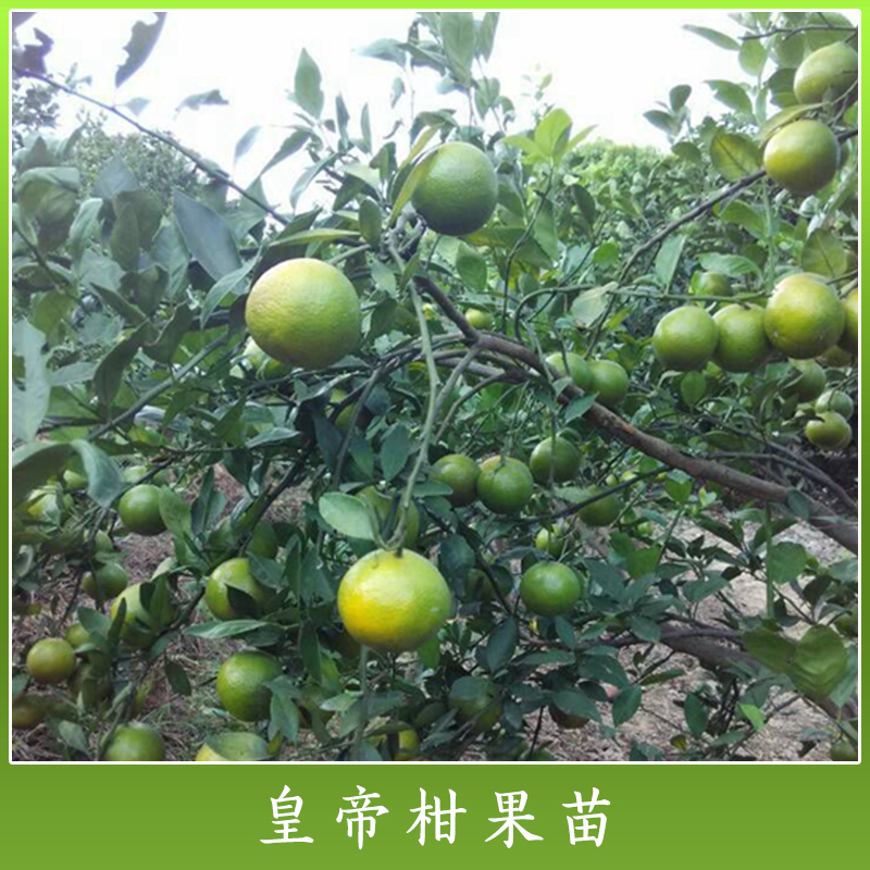 貴州正宗皇帝柑果苗批發(fā)價(jià)圖片