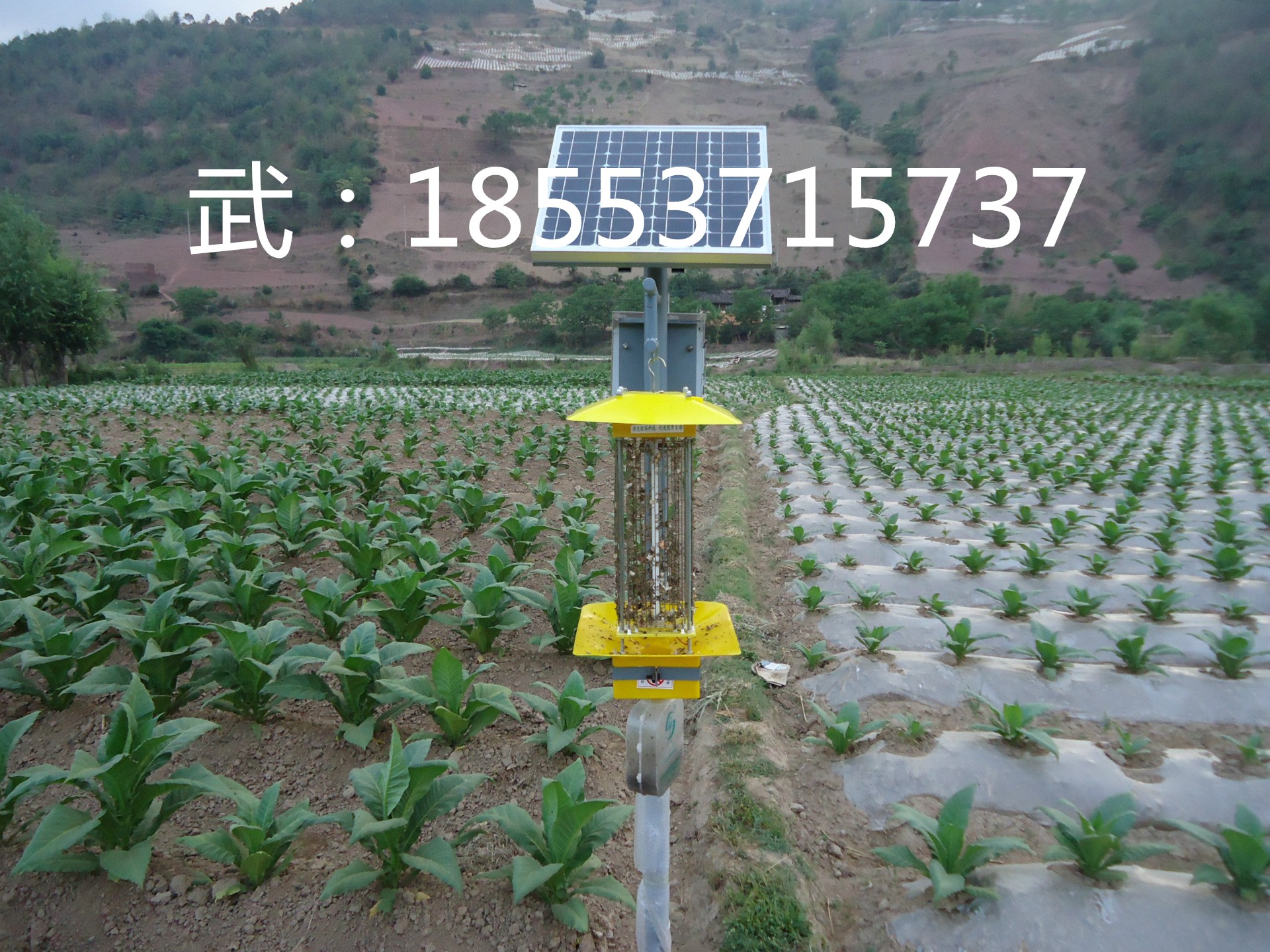 廠家直銷殺蟲燈圖片