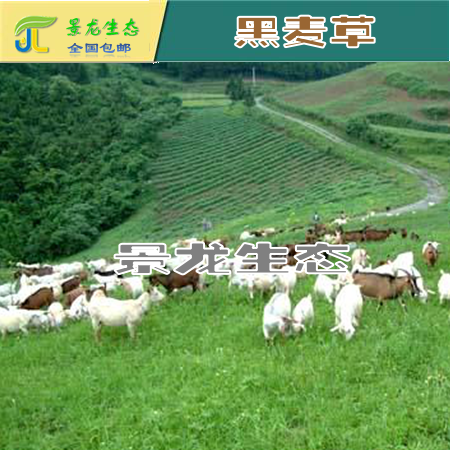 黑麥草圖片/黑麥草樣板圖 (4)