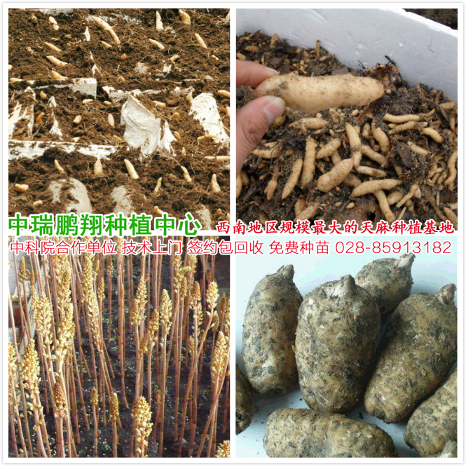 四川天麻种植基地 种苗 种子 中瑞鹏翔成都分公司