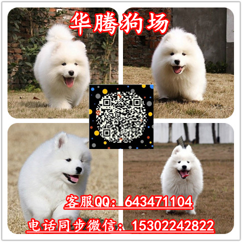 薩摩耶圖片/薩摩耶樣板圖 (3)