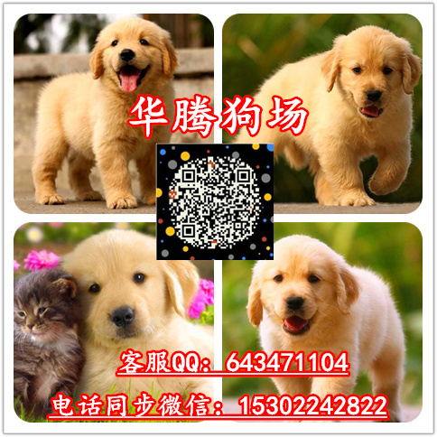 金毛小狗圖片/金毛小狗樣板圖 (1)