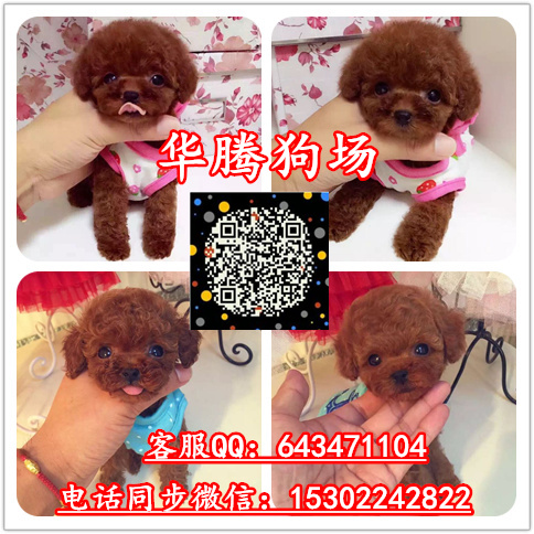 泰迪熊犬圖片/泰迪熊犬樣板圖 (3)