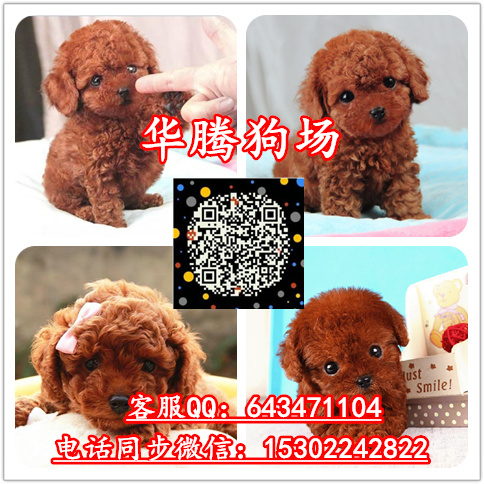 泰迪熊犬圖片/泰迪熊犬樣板圖 (4)