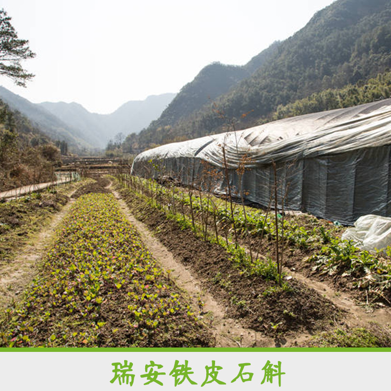 瑞安鐵皮石斛產(chǎn)品 鐵皮石斛馴化苗 專業(yè)種植鐵皮石斛 鐵皮石斛種苗