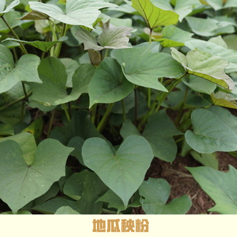 地瓜秧粉圖片/地瓜秧粉樣板圖 (2)