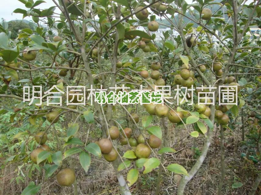 钦州市那彭太平高产岑溪软枝油茶1号 嫁接岑溪软枝油茶2号 良种广西岑溪软枝油茶3号批发基地 14797770819图片