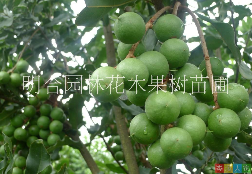 批發(fā)夏威夷果種子苗圖片/批發(fā)夏威夷果種子苗樣板圖 (3)