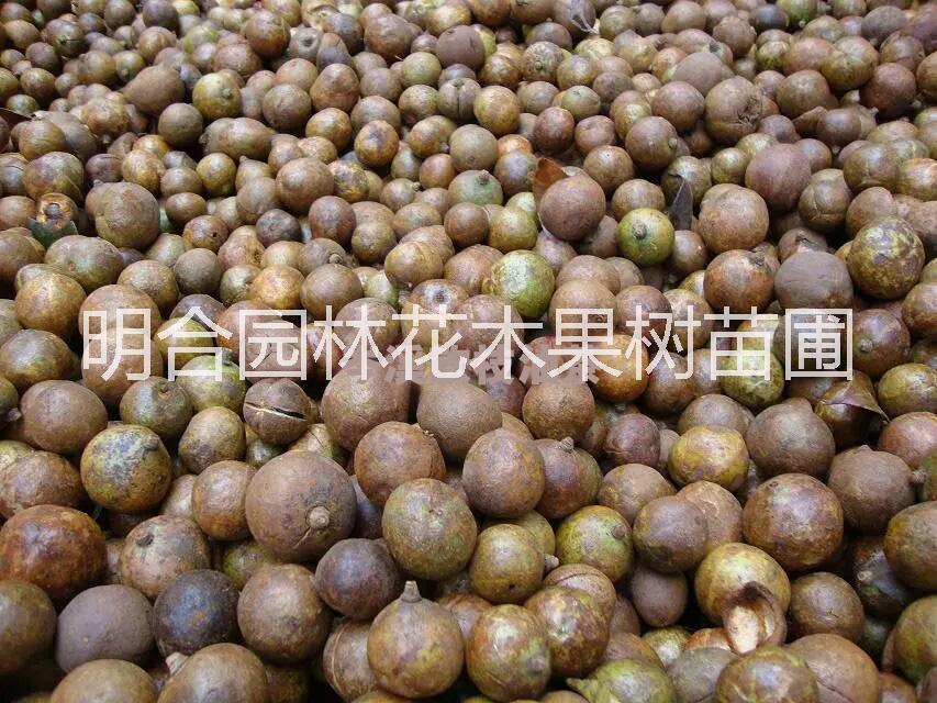 钦州市广西良种岑溪软油茶树苗厂家