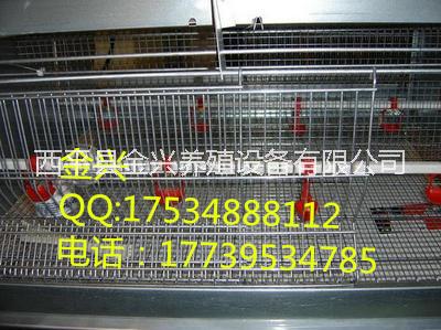 肉雞養(yǎng)殖圖片/肉雞養(yǎng)殖樣板圖 (4)