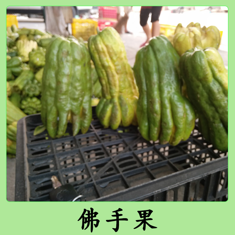 南寧佛手果優(yōu)質(zhì)果苗種植基地-廠家報(bào)價(jià)直銷(xiāo)供應(yīng)商