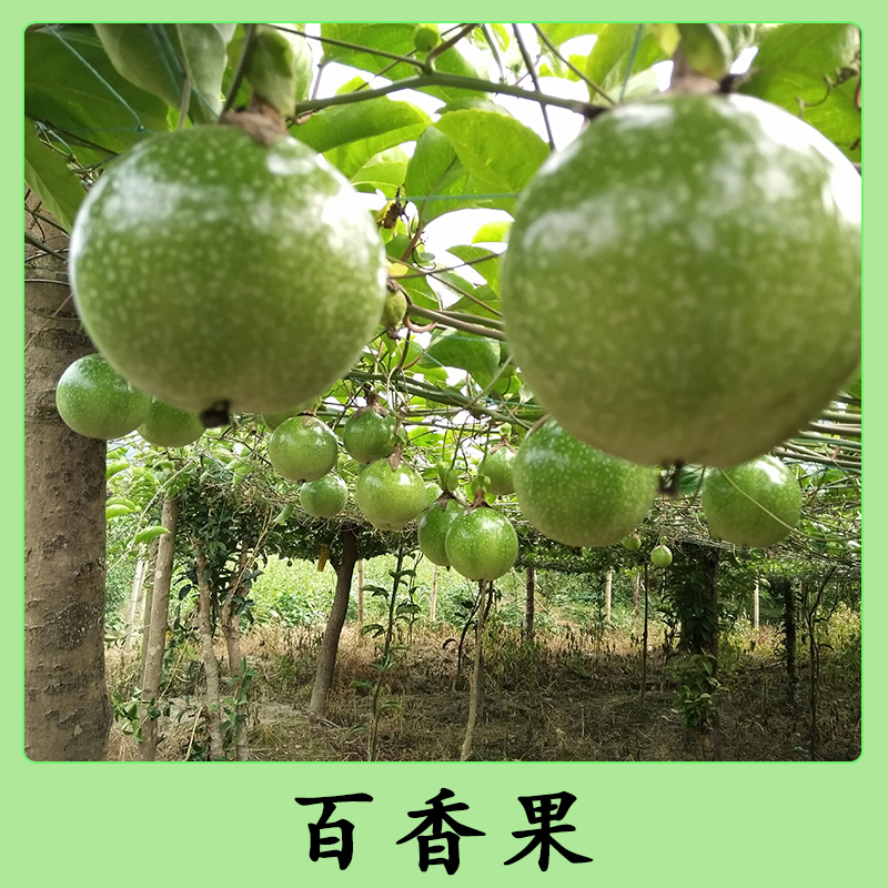 百香果圖片/百香果樣板圖 (3)