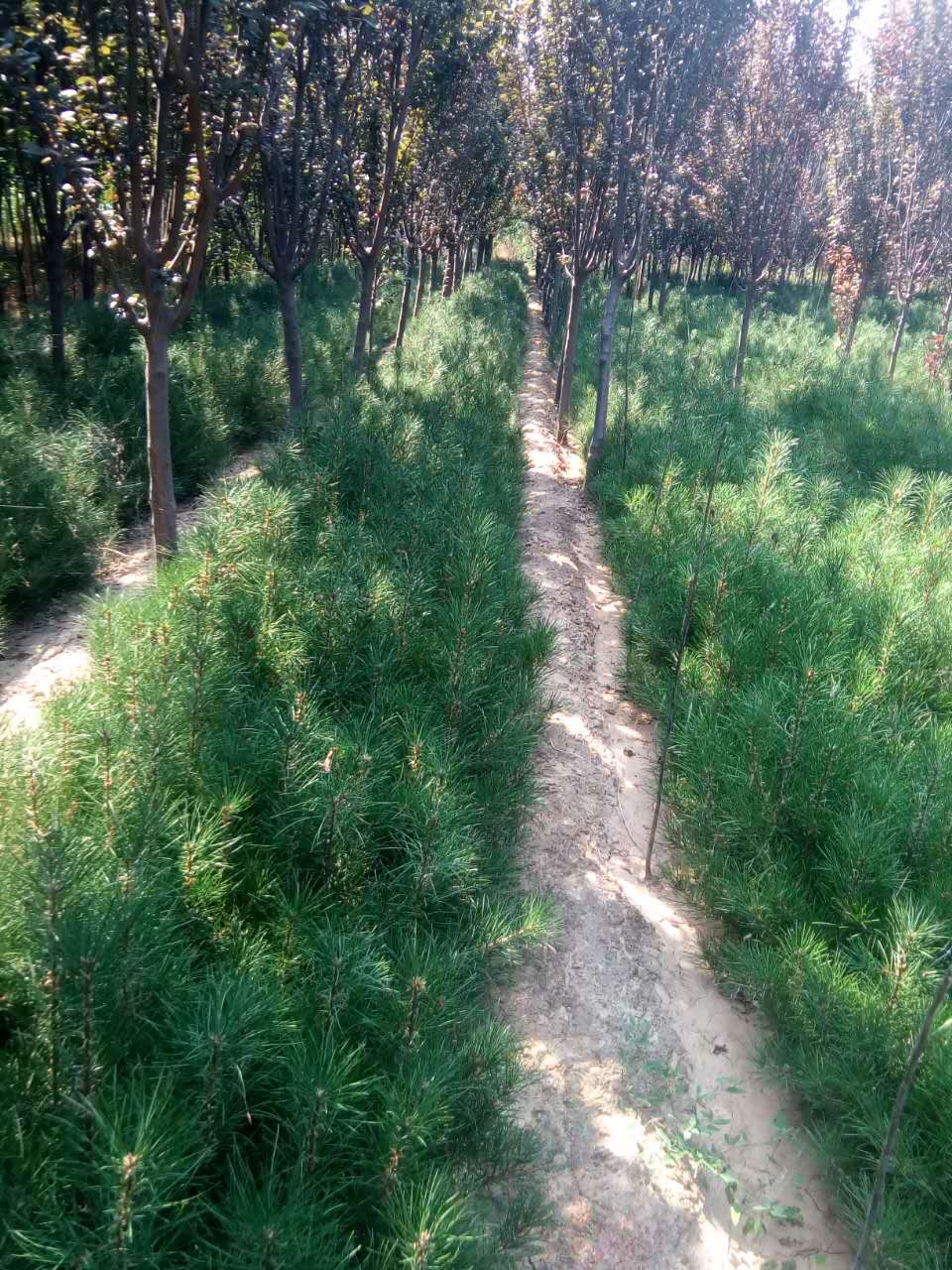 松樹苗圖片/松樹苗樣板圖 (3)