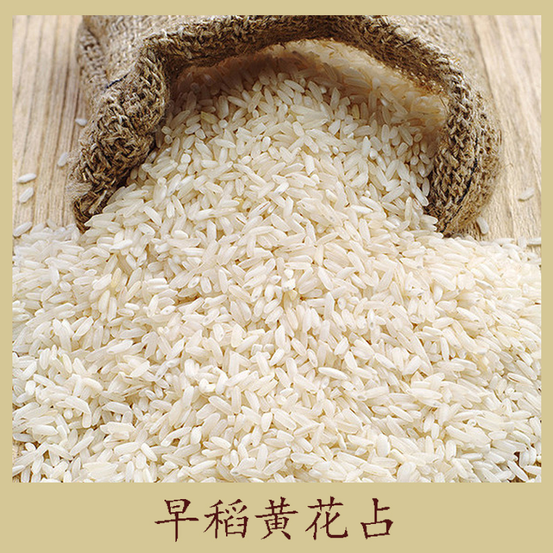 早稻黃花占圖片/早稻黃花占樣板圖 (4)