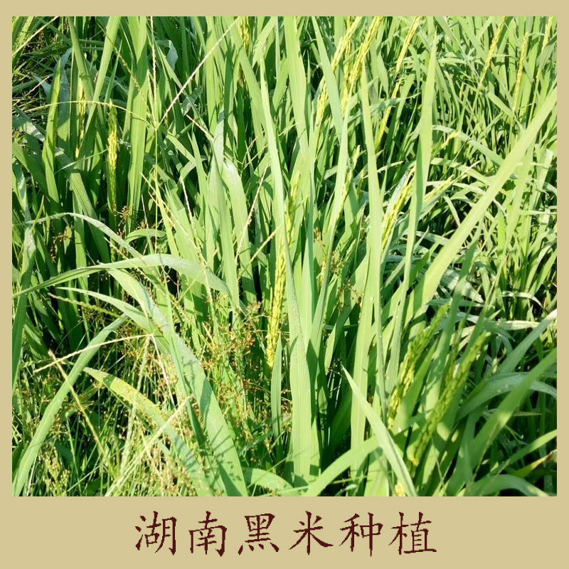 種植圖片/種植樣板圖 (4)