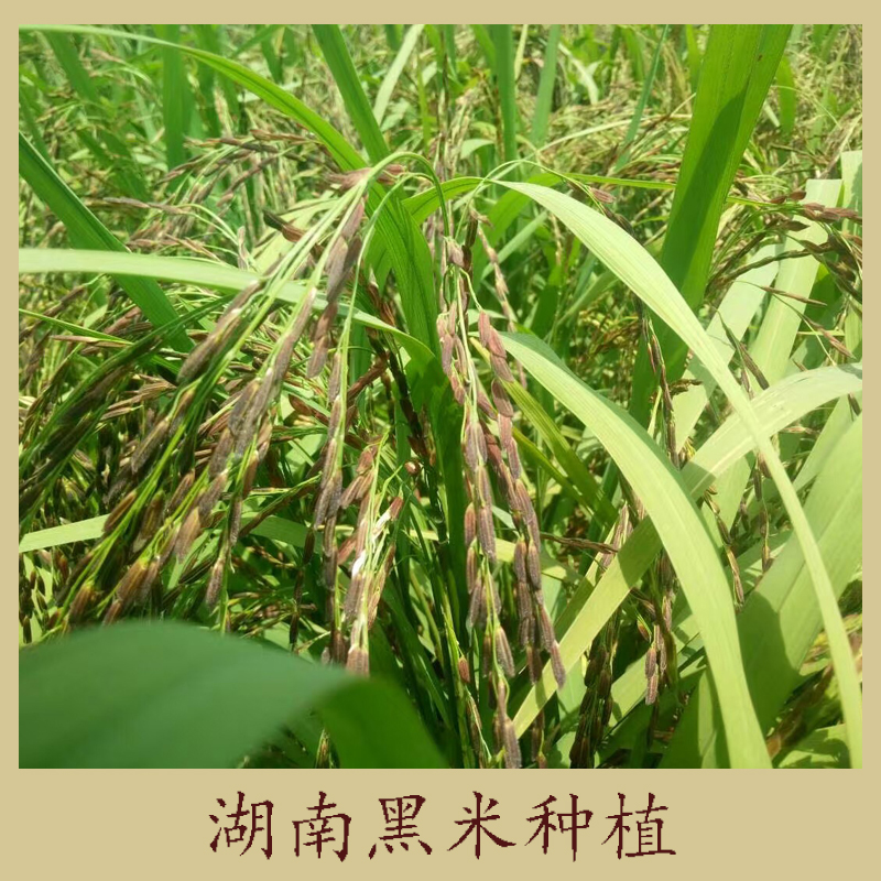 種植圖片/種植樣板圖 (3)