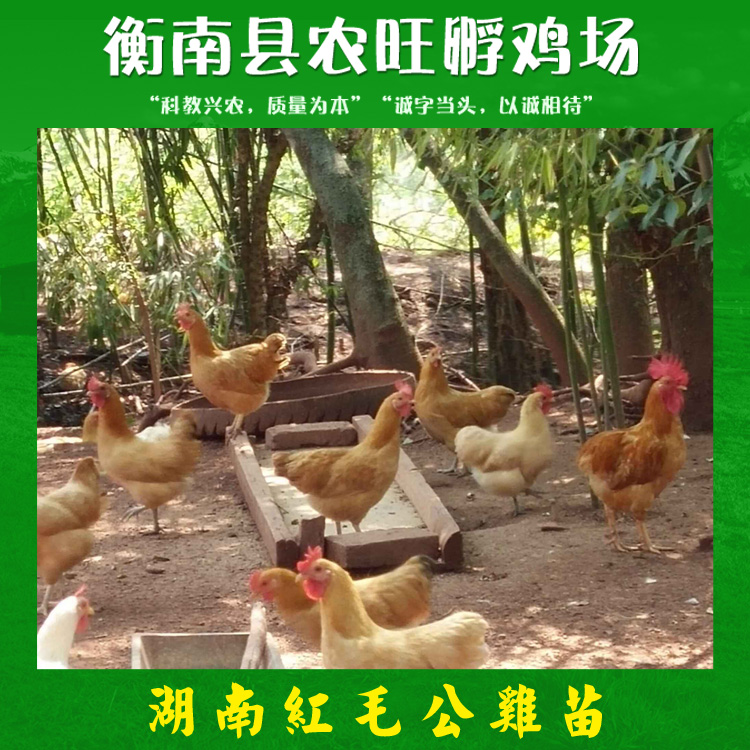 湖南紅毛公雞苗  專業(yè)紅毛公雞養(yǎng)殖 紅毛公雞苗養(yǎng)殖場 紅毛高冠公雞苗價格