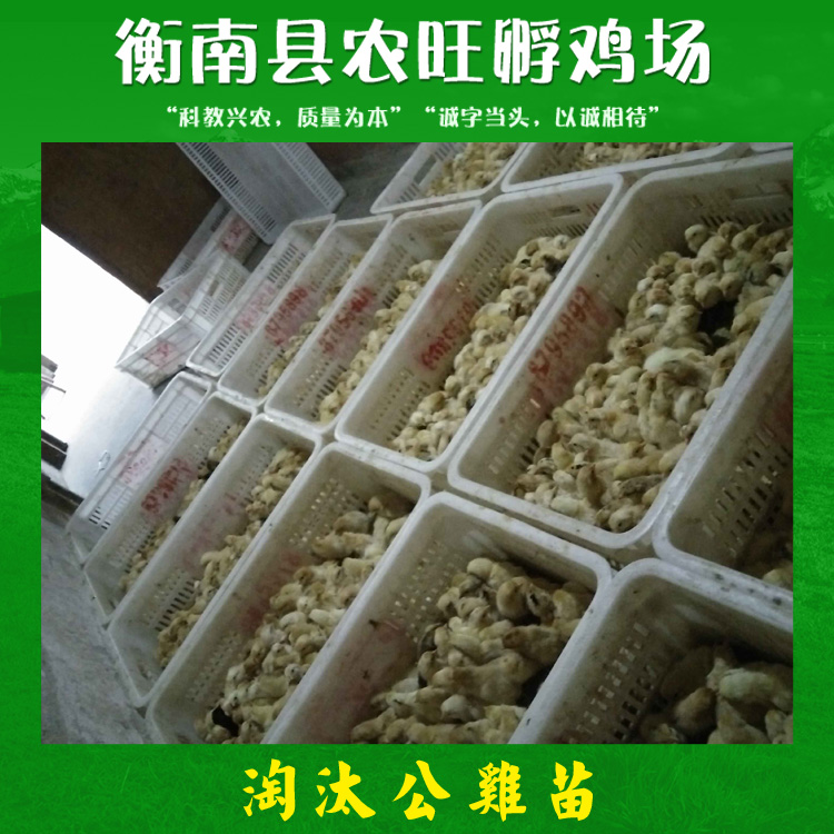 淘汰公雞苗 養(yǎng)蛇做飼料*雞苗 淘汰雞苗 飼料*雞苗廠家供應(yīng)報價