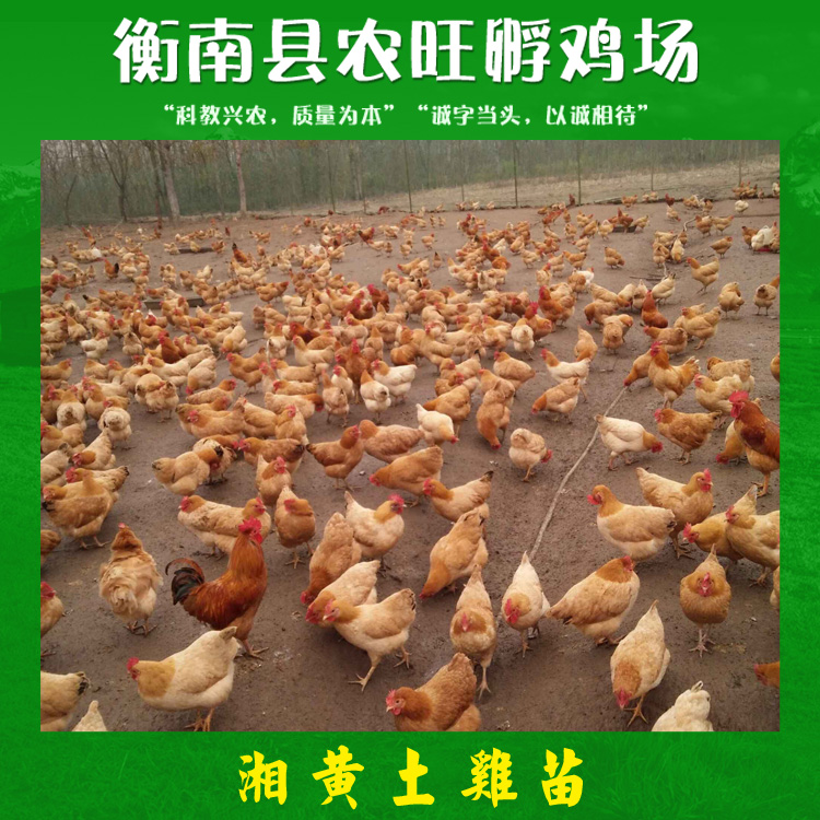 湘黃土雞苗產(chǎn)品 湘黃土雞苗批發(fā) 湘黃土雞苗供應(yīng)商 湘黃土雞苗現(xiàn)貨 湘黃土雞苗價(jià)格