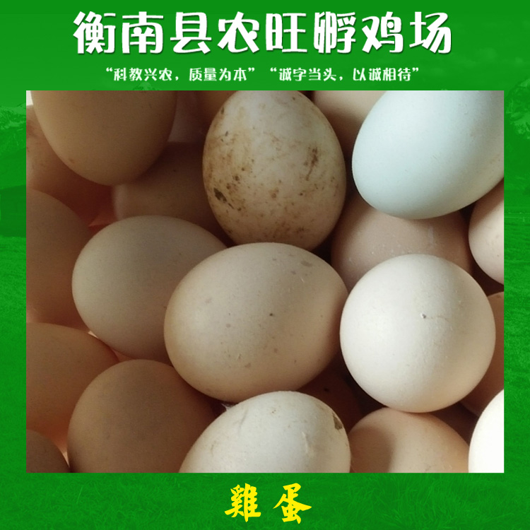 衡阳市鸡蛋厂家鸡蛋 农家散养土鸡蛋 生态散养土鸡蛋 土鸡初生鸡蛋厂家供应报价