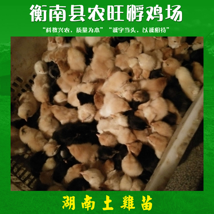 土雞苗圖片/土雞苗樣板圖 (2)