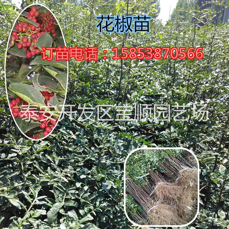 花椒苗 花椒树苗 大红袍花椒苗批发 山东花椒苗种植基地图片